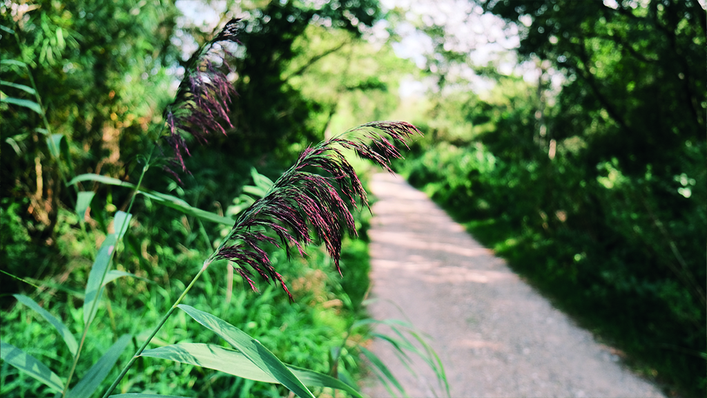 a path in Ejby marsh