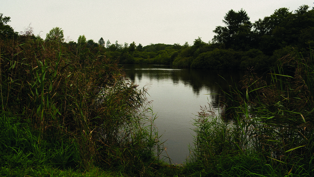 A view over a lake in Ejby Mose. It is an autumn day, and the weather is grey.