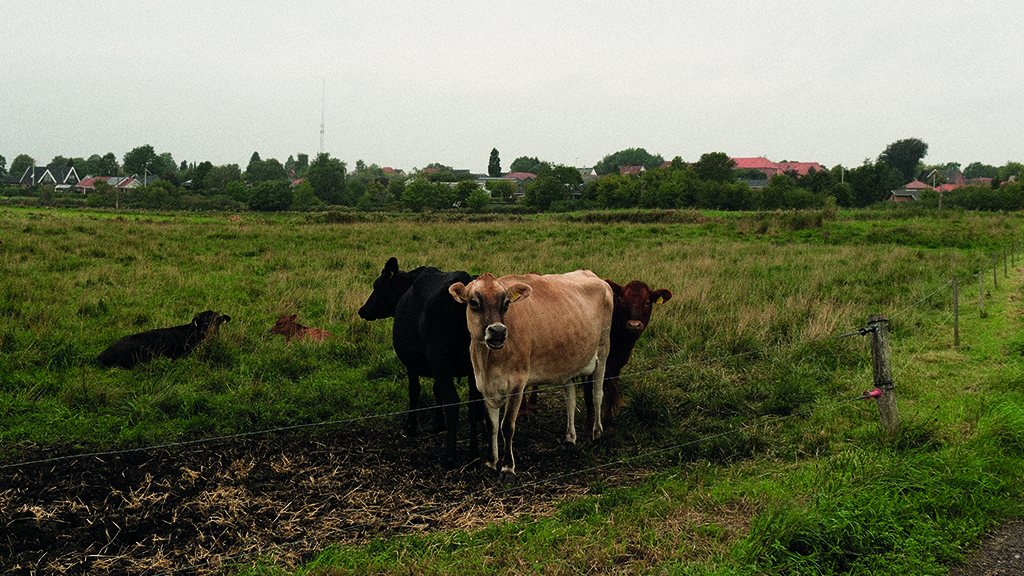 Cows in a field in Ejby Mose