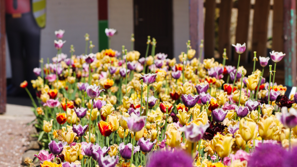Jesperhus Blomsterpark