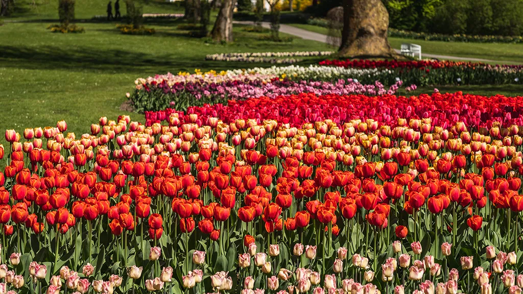 Gavnø tulipaner (1)