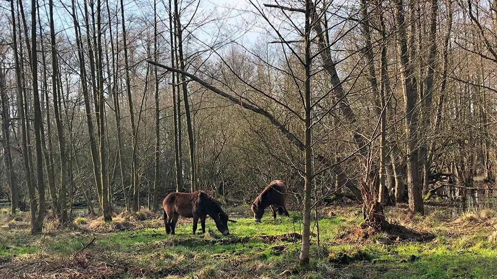 Vilde heste i Ulvshale skov