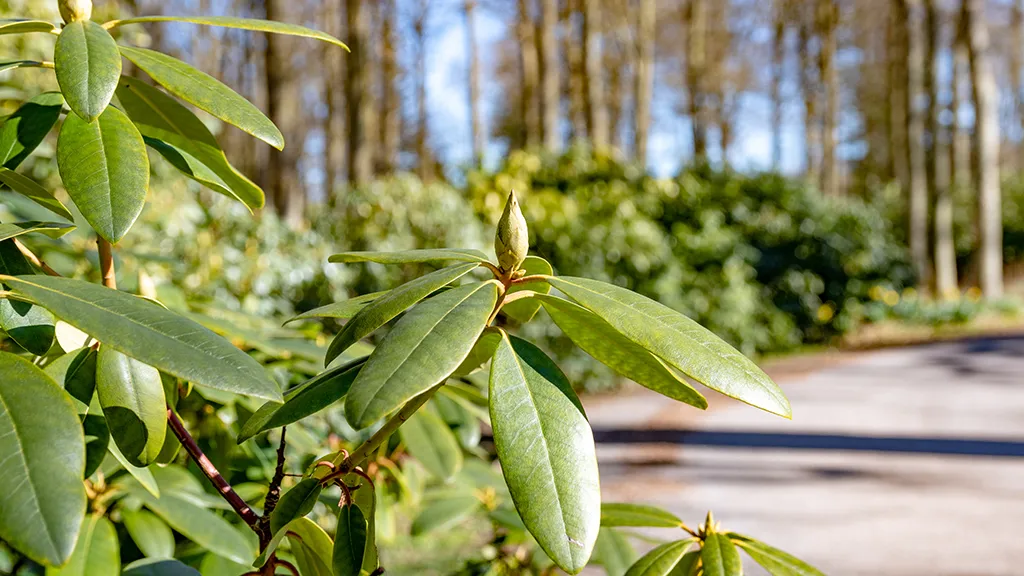 Rhododendron i Bøged Skov