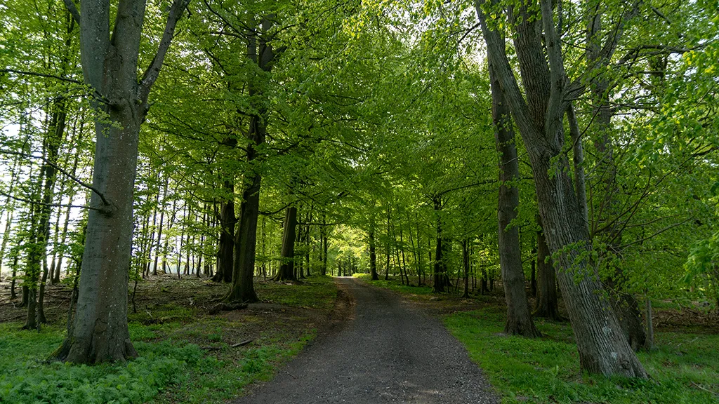 Skov-ved-gisselfeld-(1)