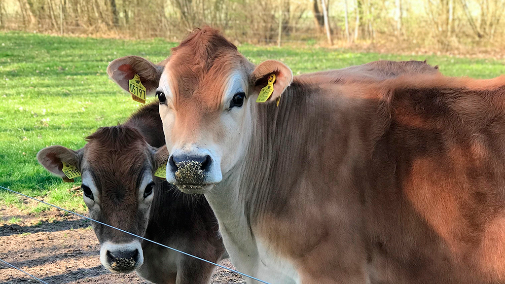 Køer ved Lilbygaard