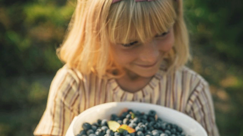 Selvpluk af blåbær på Feddet