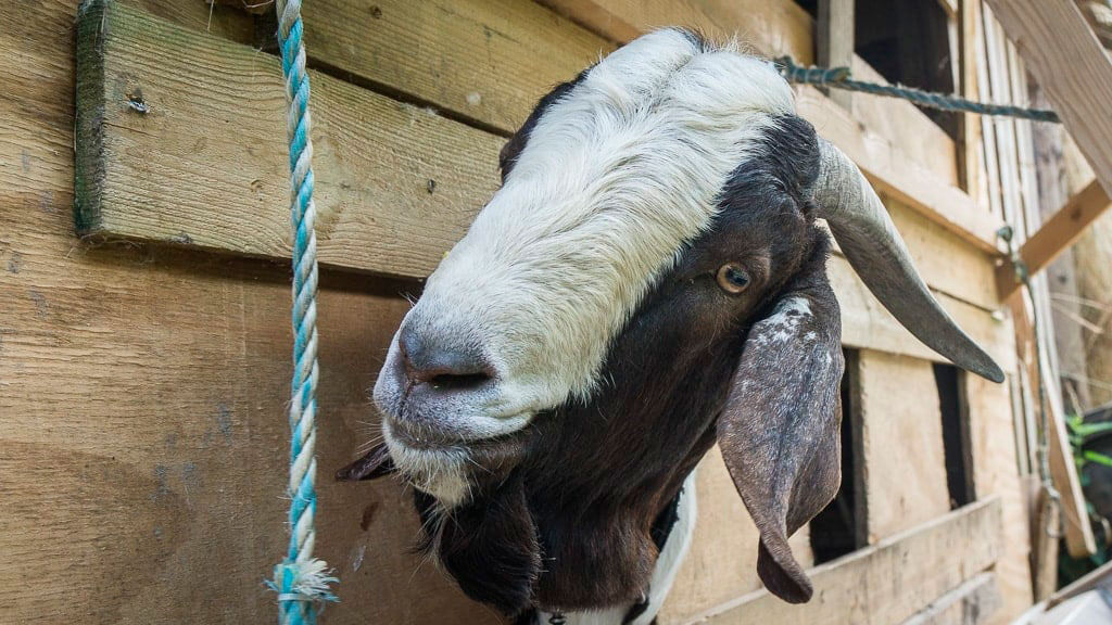 Landsbyskolens Bed & Breakfast