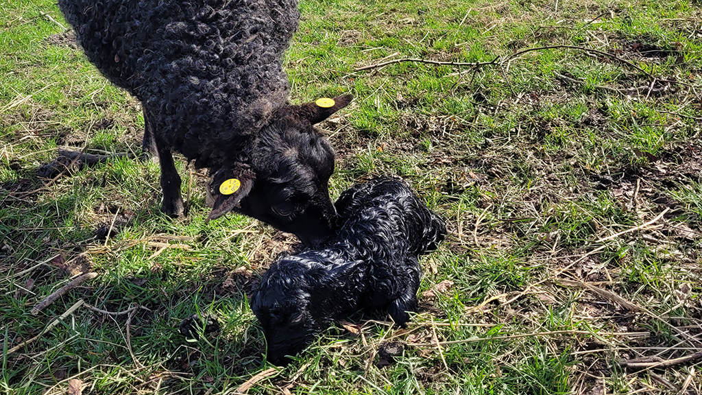 Uldhytten Sjolte Strand