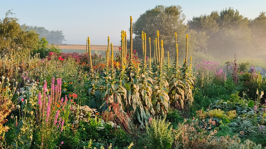 Danmarks største runde køkkenhave