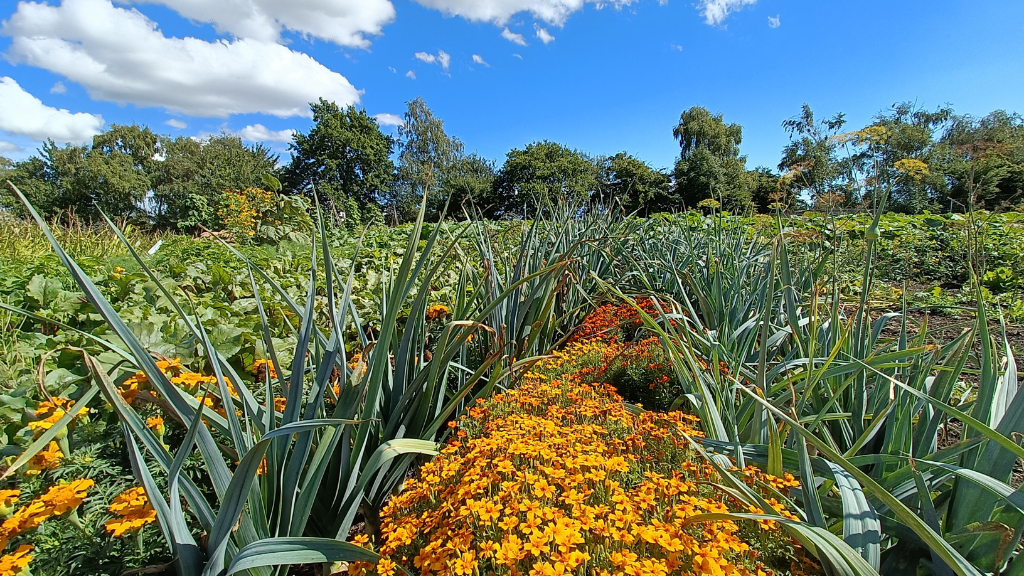 Danmarks største runde køkkenhave