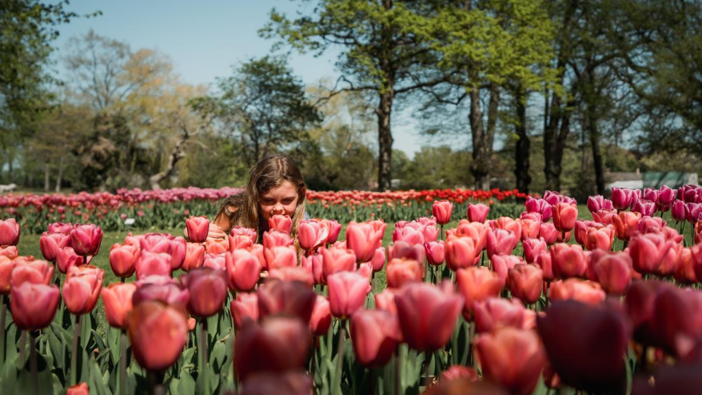 Gavnø Tulipanfestival
