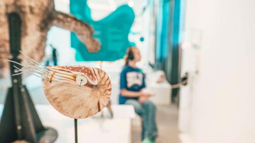 KALK Faxe Kalkbrud fossil Feriepiloter