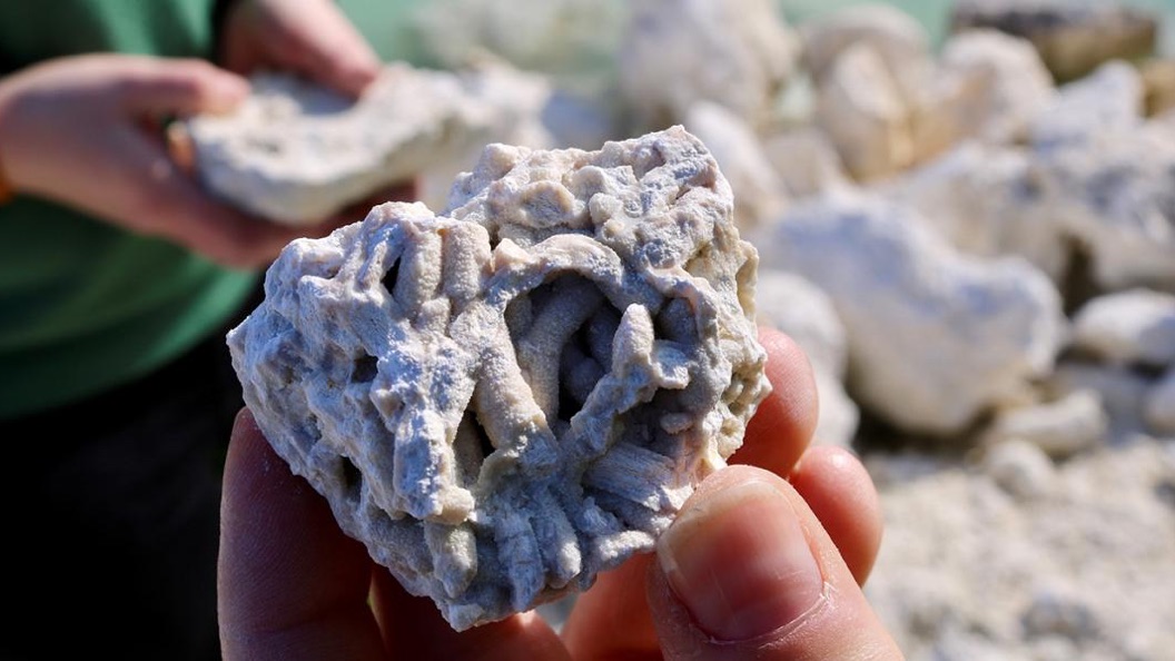 Faxe Kalkbrud fossil