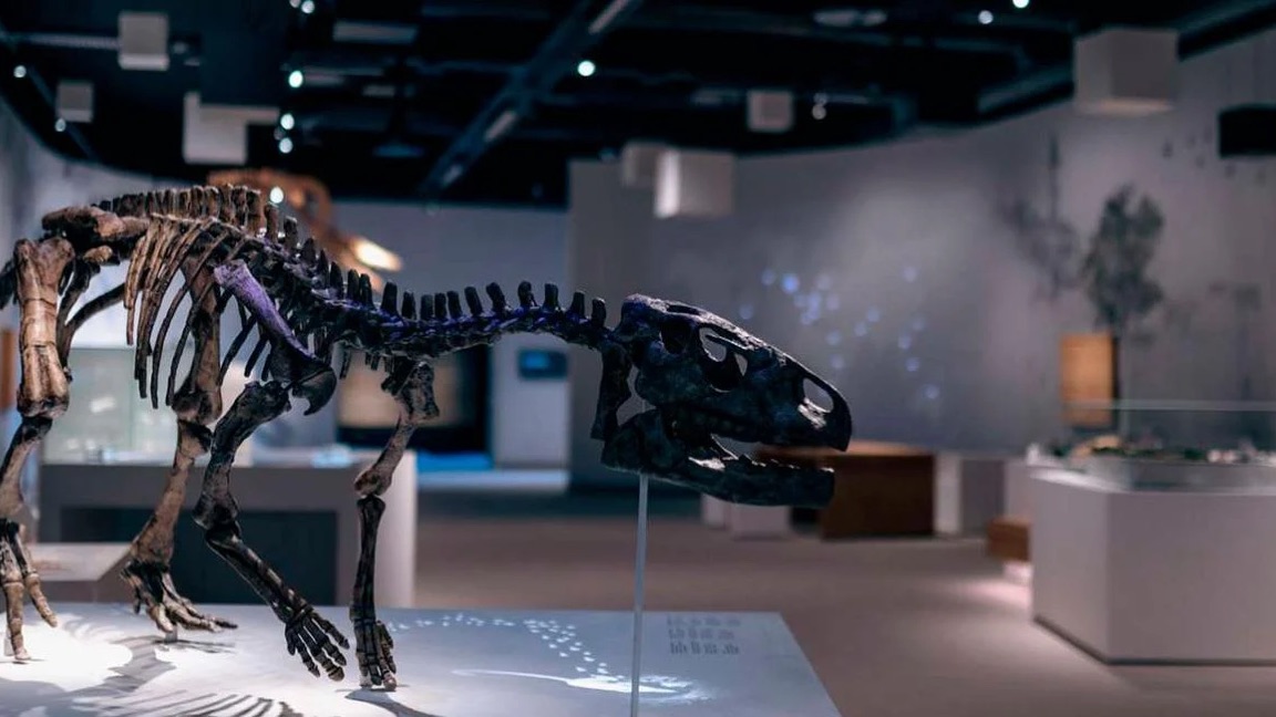 Stevns Klint Experience - Dinosaur-skelet i udstilling