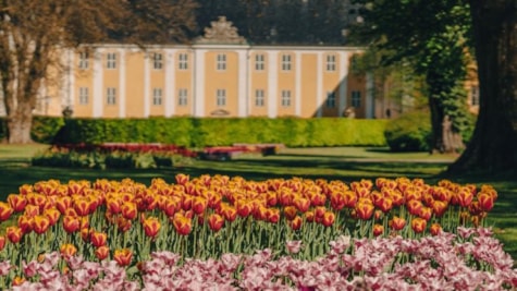 Gavnø Tulipan Festival - Blomster