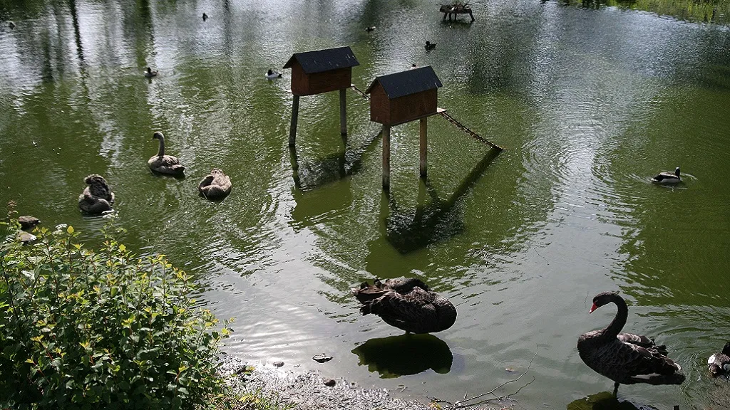 Otterup duck pond with black swans