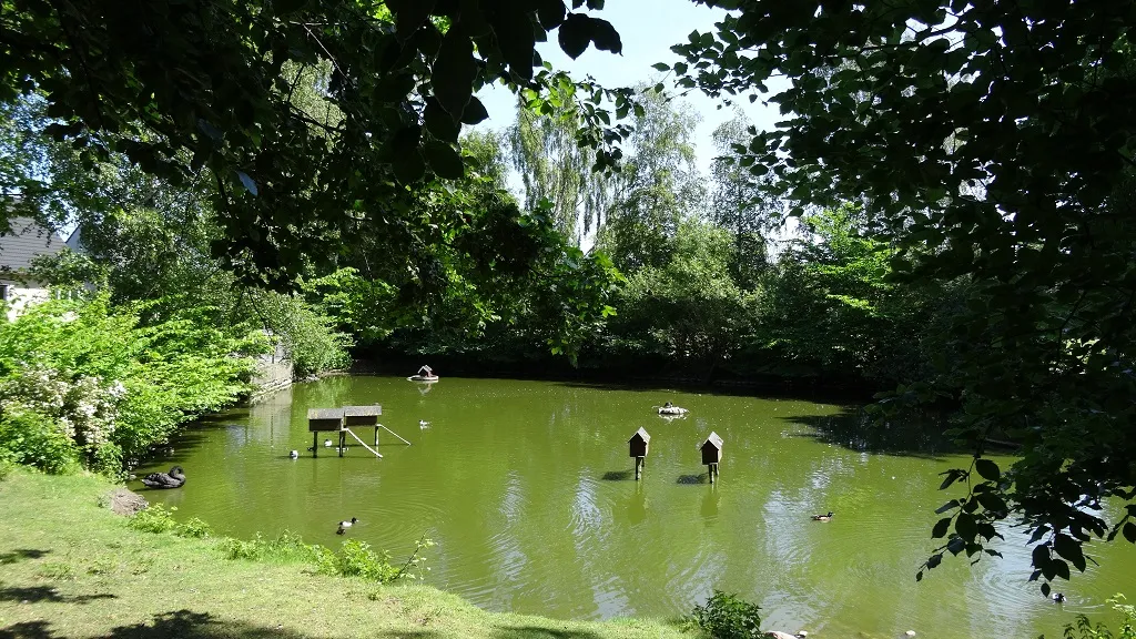 The duck pond with green water and large trees