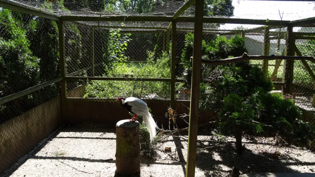 Birds in the aviaries by the duck pond