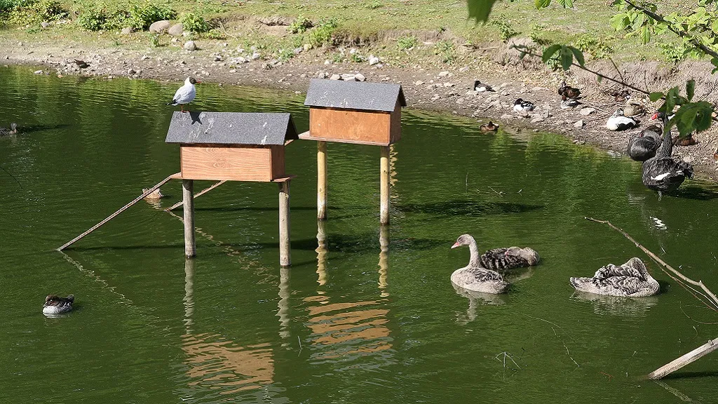 Ducks and duck houses in the Otterup duck pond
