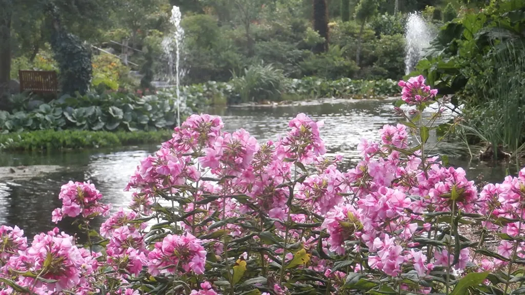 Pink rhododendrons and lake with fountains in Kongsdal