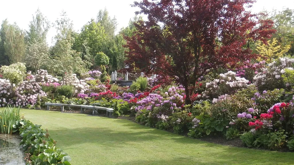 White, pink and red rhododendrons and blood beech in beautiful red colours