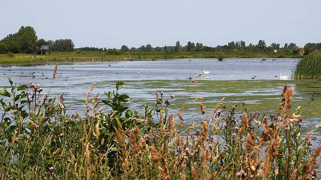 Swans and ducks in the lake at Ølundgaard
