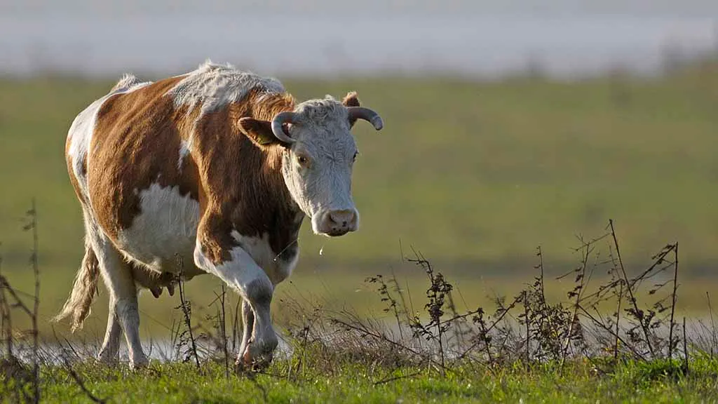 cow grazes on the meadows at Ølundgaard