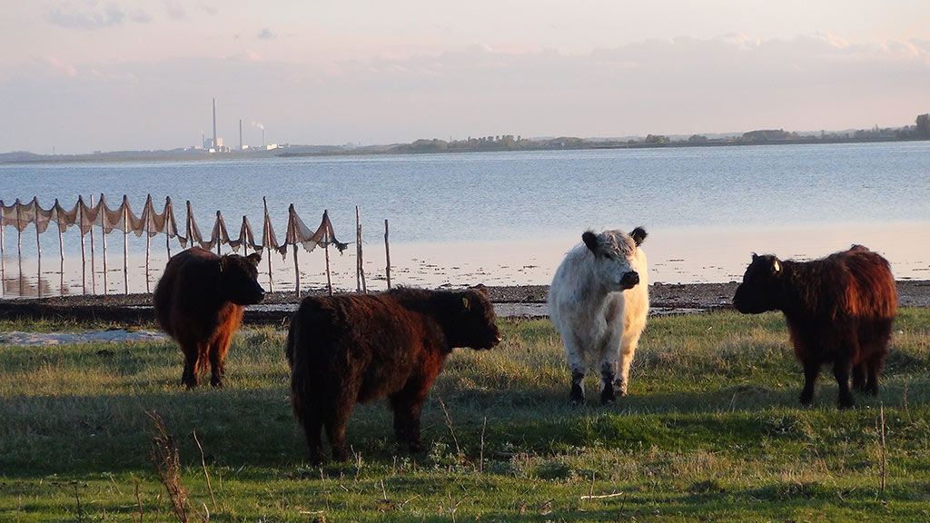 Jersore Galloway has cows out on an area by Enebærodde