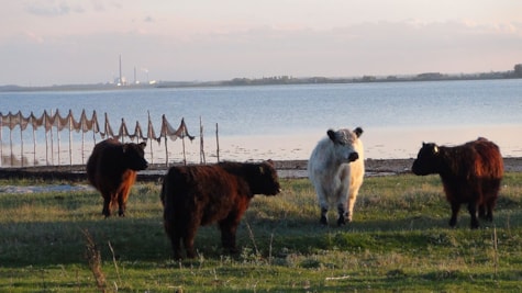 Jersore Galloway har køer gående på et område ved Enebærodde
