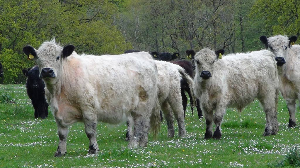 Jersore Galloway cows on North Funen fields