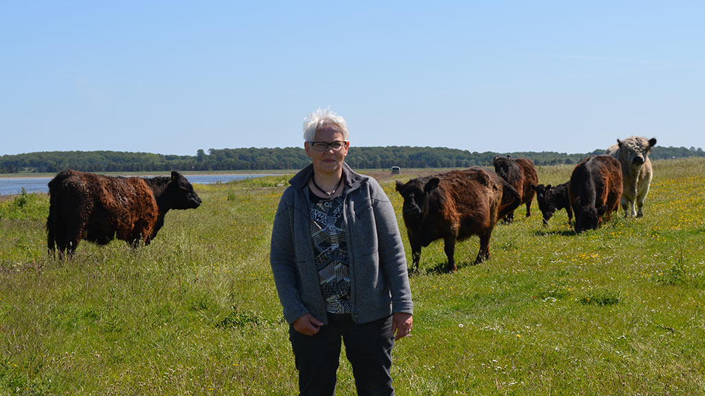 Jytte Schaldemose is out in the field by the cows from Jersore Galloway