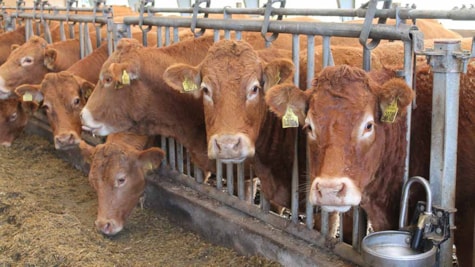 Køerne i stalden hos De Fynske Gaarde på Nordfyn