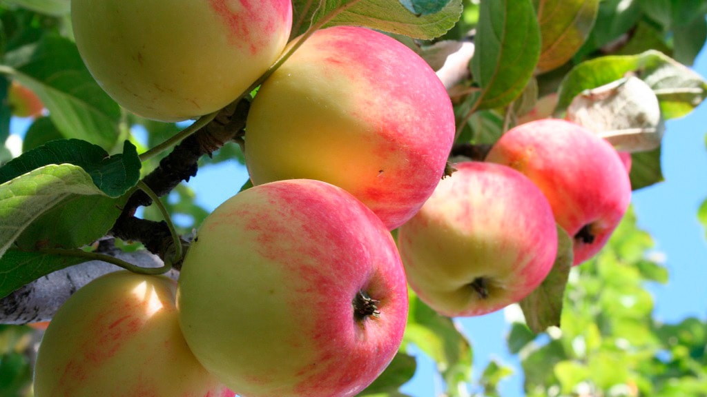 Nørreløkkegård-æbler