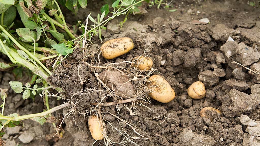 Frisch geerntete Kartoffeln von den eigenen Feldern des Hofladens Poul Eriks Gårdbutik