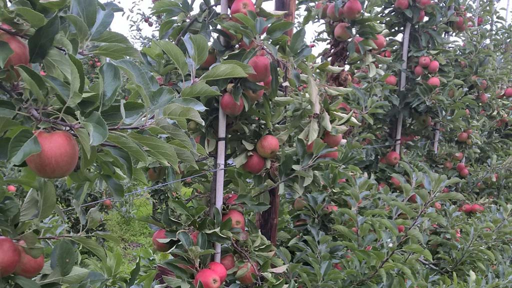 Schöne rote Äpfel auf den Bäumen im Egeby-Obstgarten