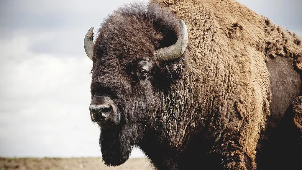 The big bison looks into the camera