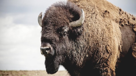 Den store bison ser ind i kameraet