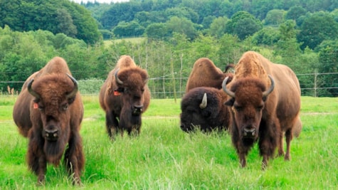En gruppe bisonokser
