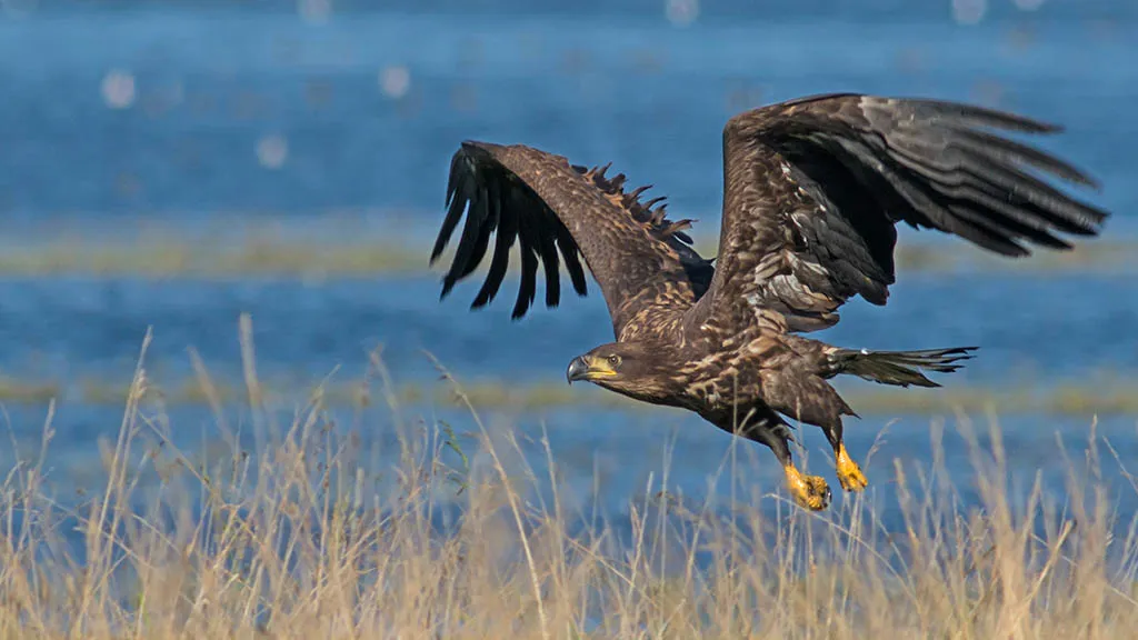 Sea eagle lands at Gyldensteen Strand