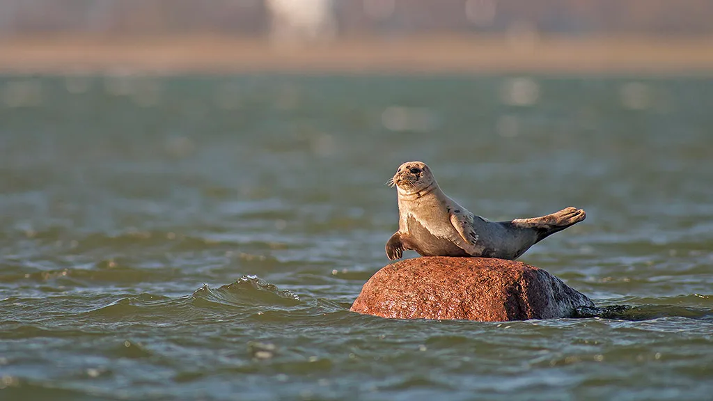 A seal basks on a rock in the water at Gyldensteen Strand