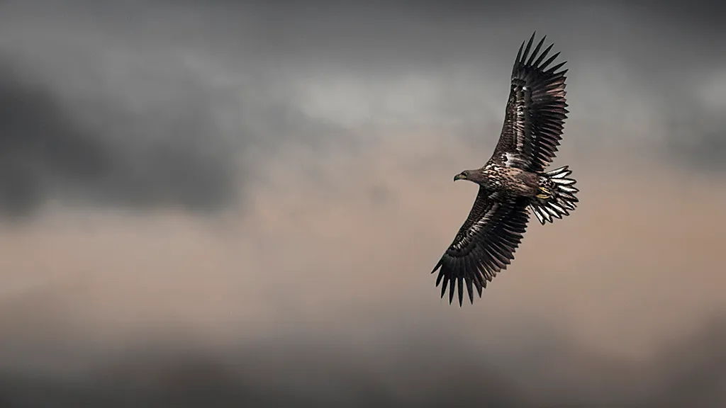 The white tailed eagle flies over Æbelø island