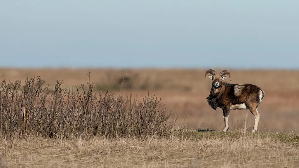A mouflon grazes on the plain on Æbeløholm