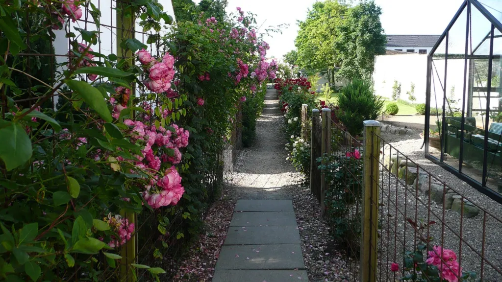 The rose walkway in Bogense surrounded by roses