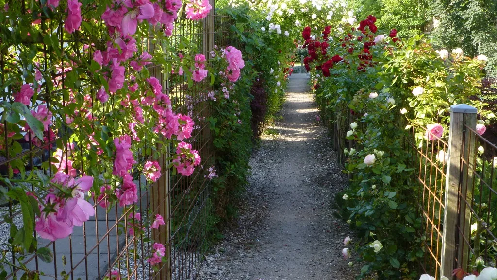 Pink and white roses surrounding the Rose Walkway