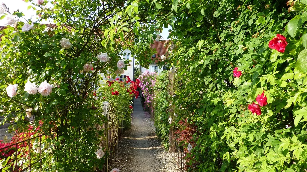 Rose bushes at the rose walkway