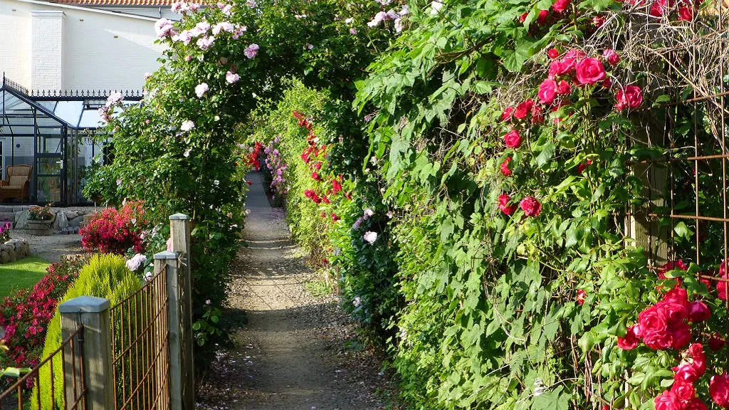 The rose walkway under lots of roses