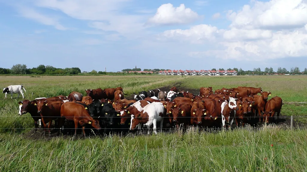 A herd of cows on Vestre Enge