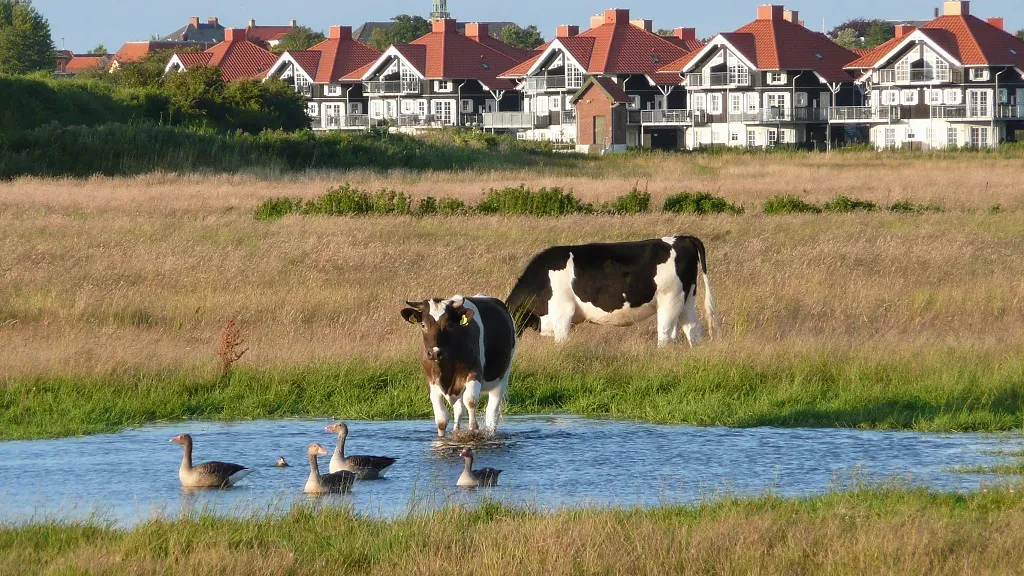 A few cows and ducks in a small lake on Vestre Enge