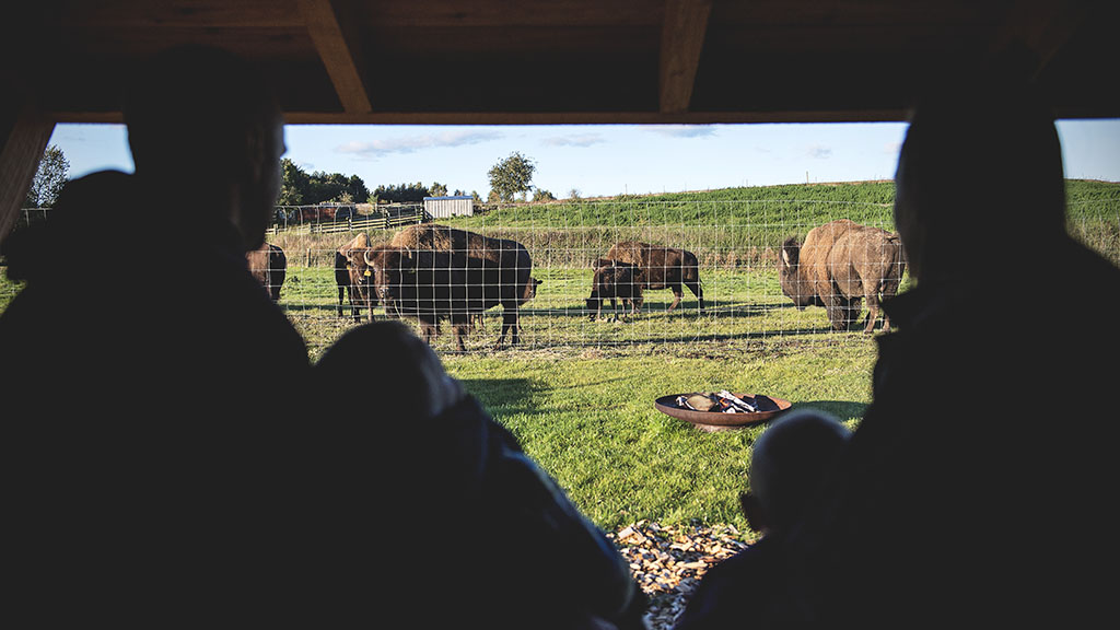direct view of the bison bulls from a shelter at Ditlevsdal Bisonfarm