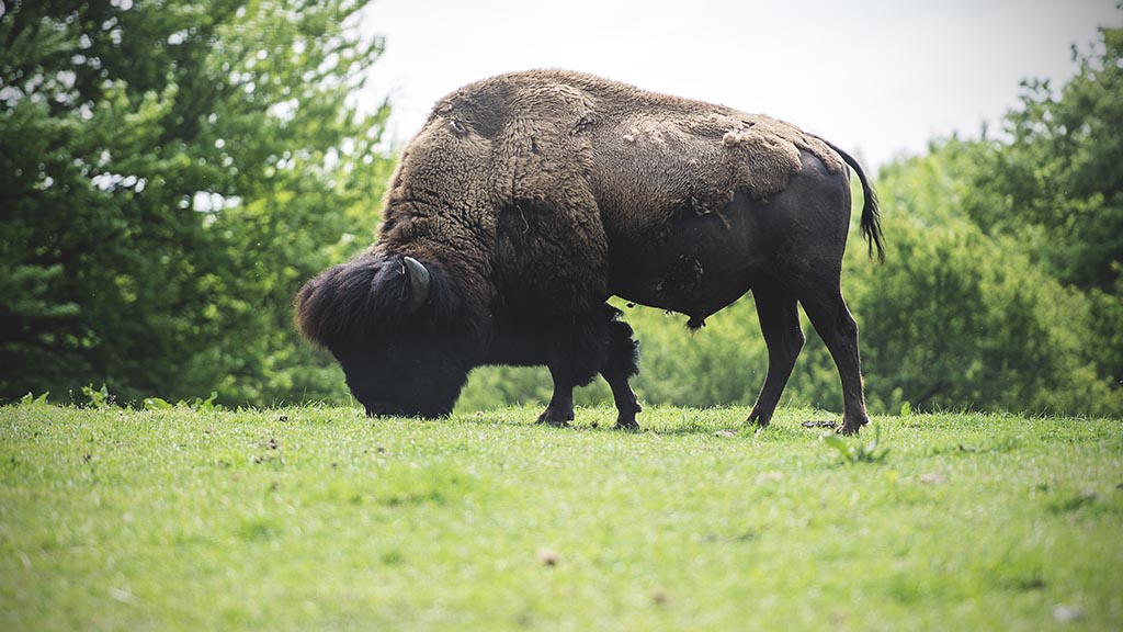 Ditlevsdal Bison Farm har overnatning tæt på deres bisoner
